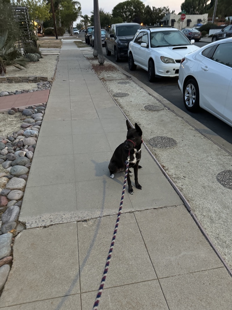 A picture of a black dog named Bowie sitting, taken on September 8 2024 at 6:11 am